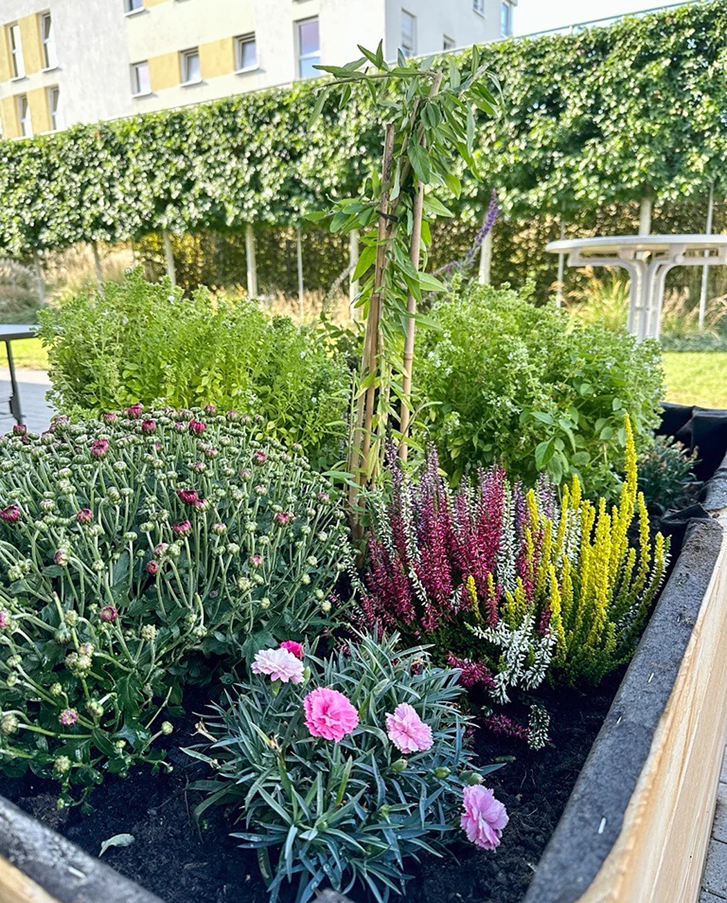 KI-basierte Bildbeschreibung: Ein Hochbeet mit verschiedenen Grünpflanzen, rosa Nelken, blühenden Chrysanthemen und buntem Heidekraut im Freien mit einer Hecke und Gebäuden im Hintergrund.